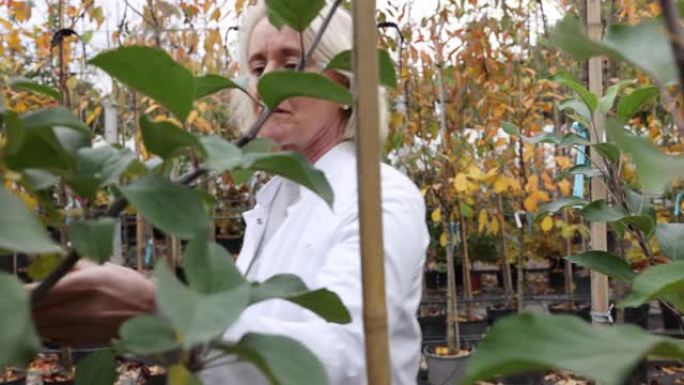 高级植物学家在苗圃检查树木生长