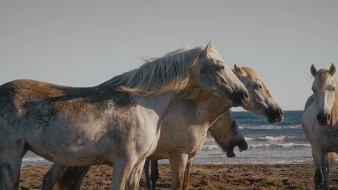 阳光明媚的海洋海滩上的沙质dapple灰色马