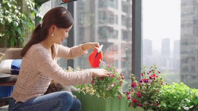 浇花在阳台上喷水壶栽种猫咪