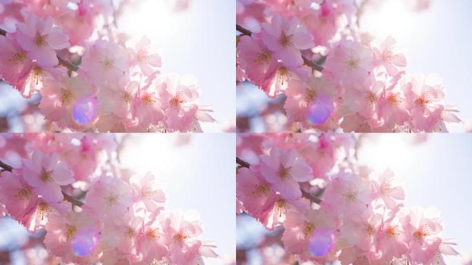 明亮的樱花在春天美丽的晴天盛开