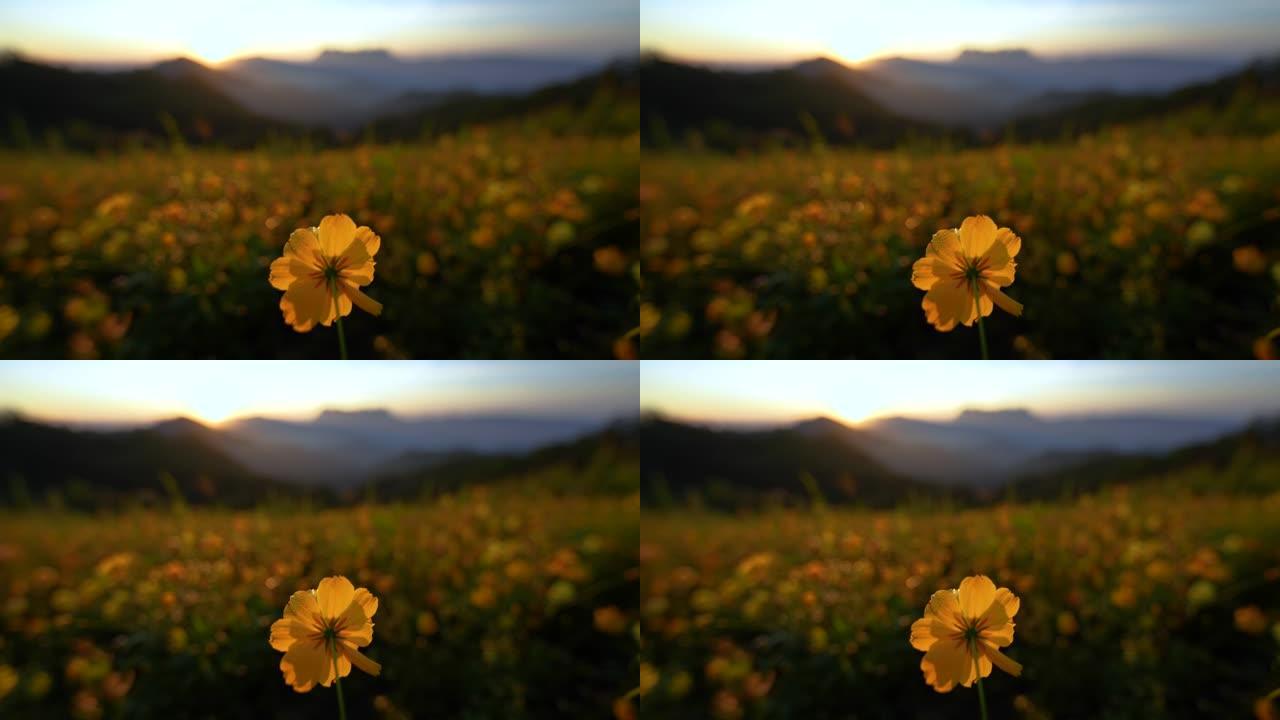 山上早晨有日出的黄花