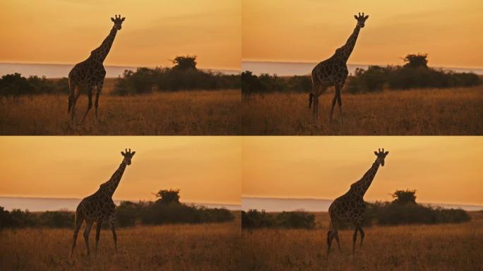 长颈鹿在日出时在自然保护区的宁静田野中行走