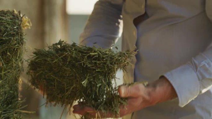 一位年轻成功的农民的特写镜头正在用手控制着收获的生物覆盖苜蓿植物