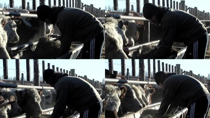 农民在阿根廷丘布特省盖曼的一个农村地里喂牛。