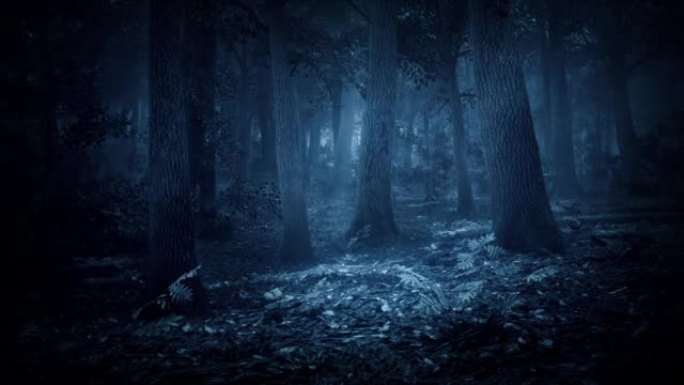 月光在夜林中移动，穿过树冠
