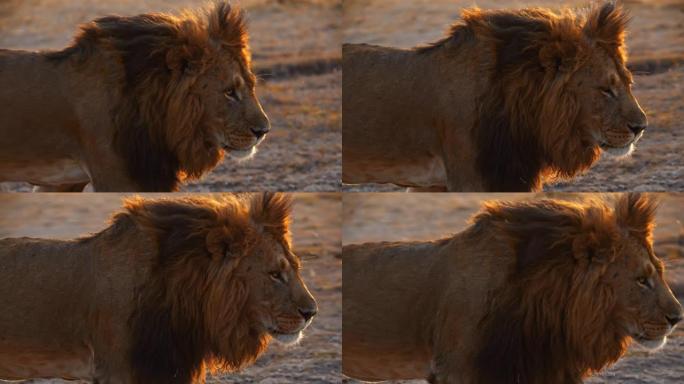 狮子与鬃毛走在野生动物保护区