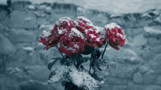 降雪中的玫瑰单色摘要