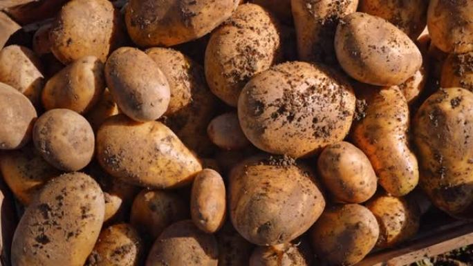 农场木箱上的有机土豆