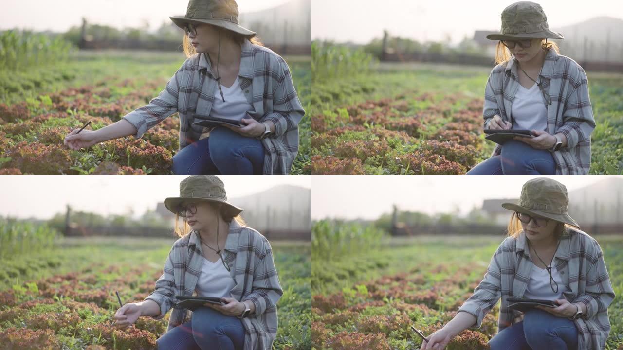 使用数字平板电脑检查和监控有机蔬菜农产品的年轻女农民