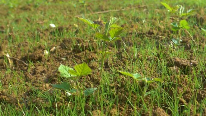 宏观，dop: 野生植物在萌芽的草地中间开始发芽。