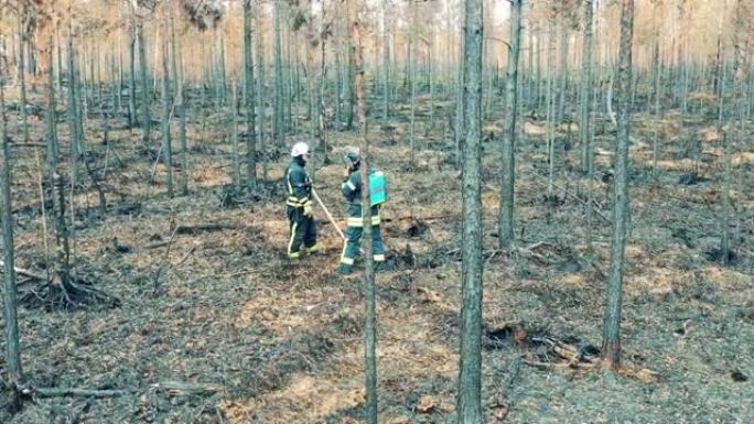 烧毁的松树林，有两名消防员在工作