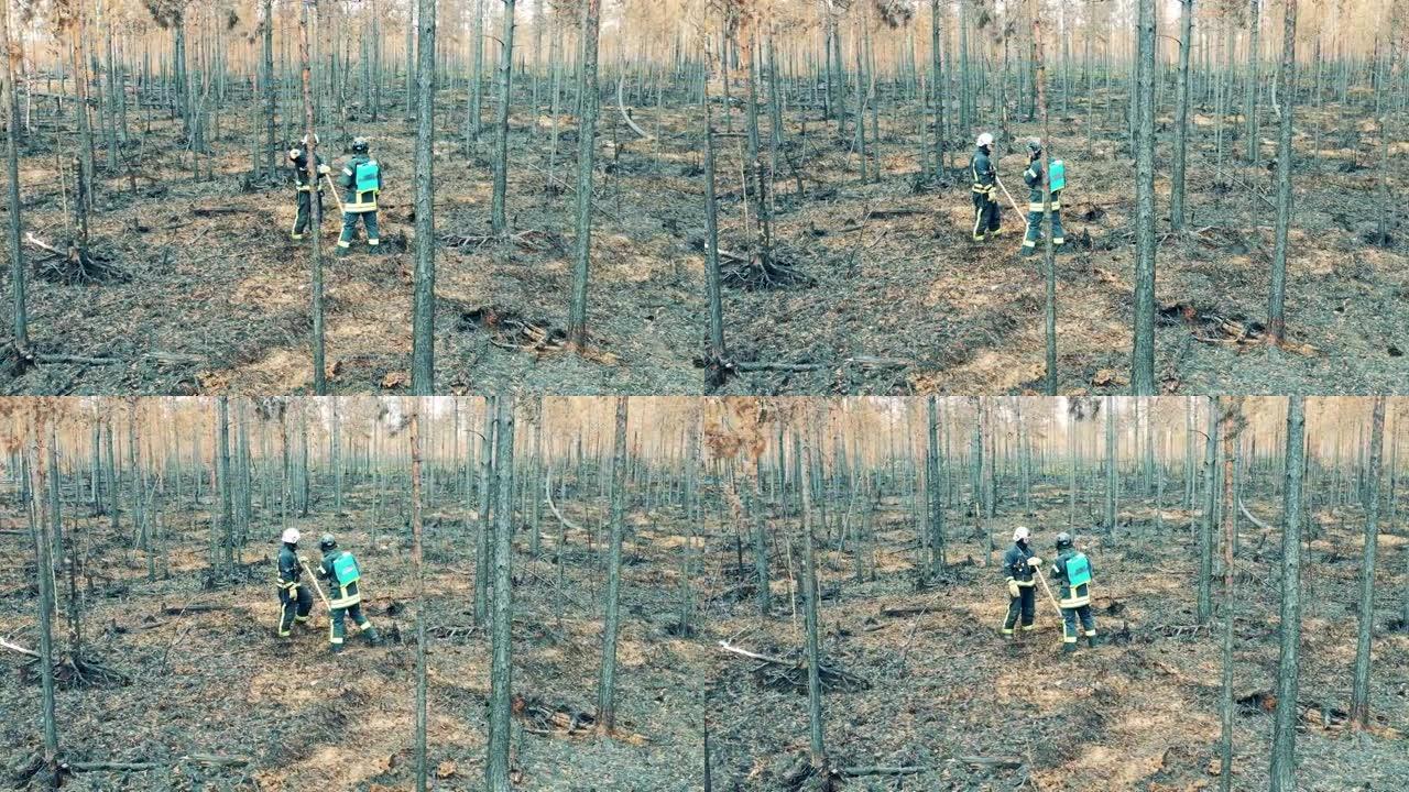 烧毁的松树林，有两名消防员在工作