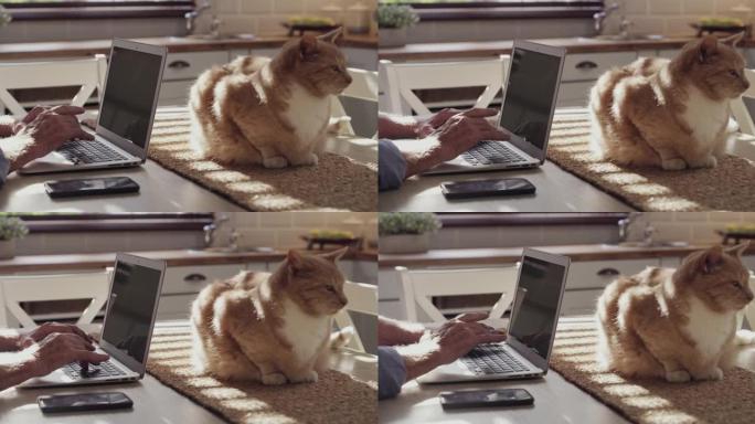 4k视频片段，一个无法辨认的男人和他的猫坐在家里的厨房里，用他的笔记本电脑