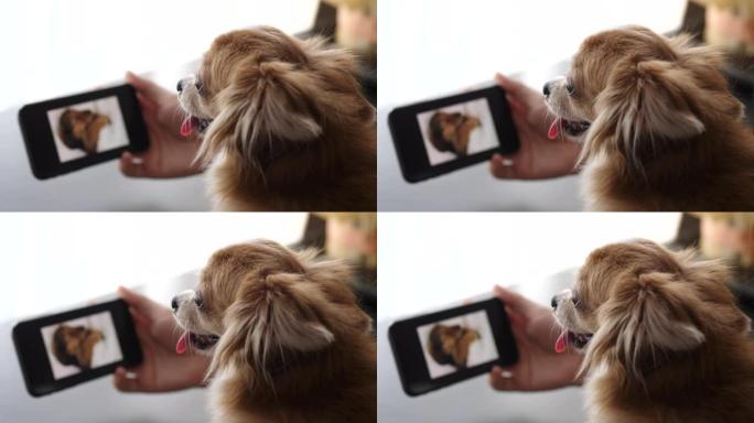 狗在智能手机上看视频素材萌宠撸狗