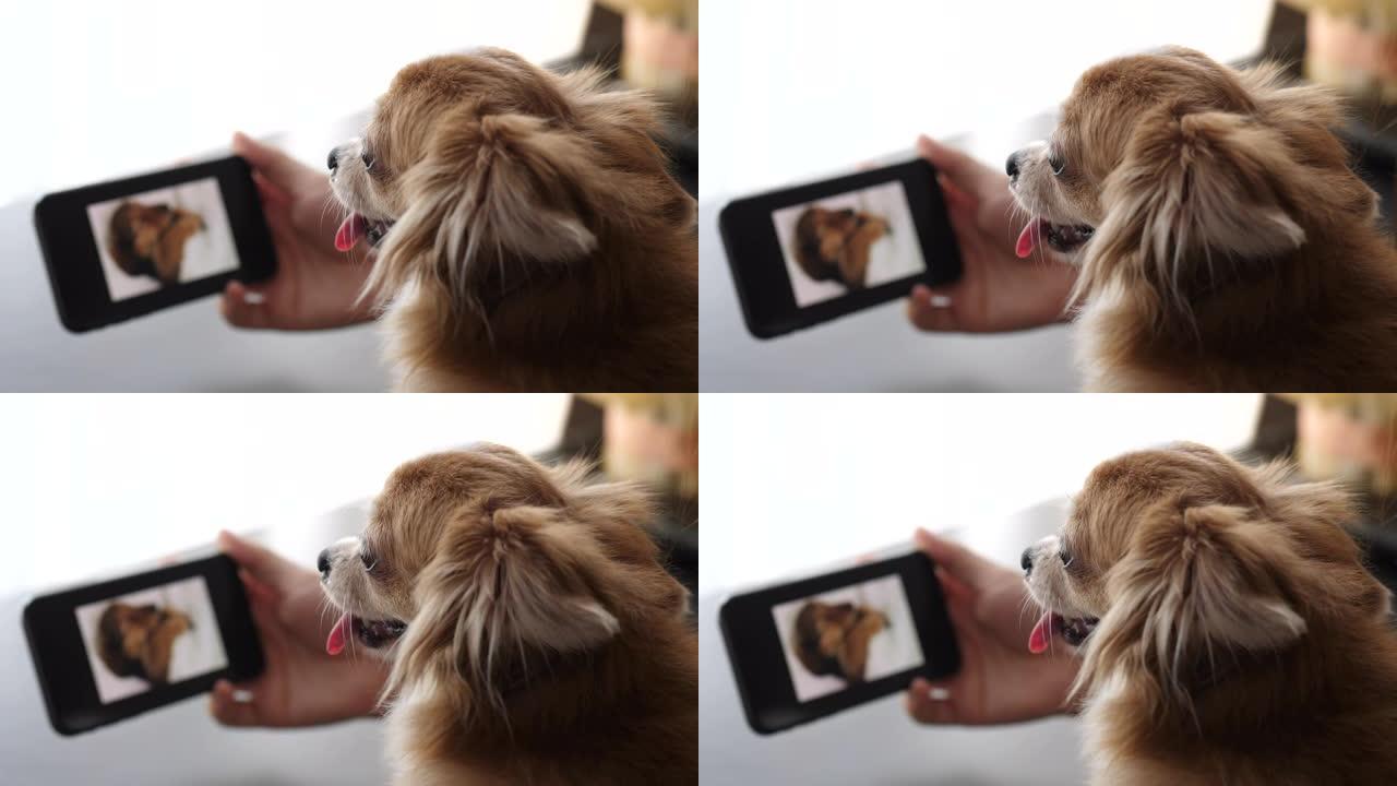 狗在智能手机上看视频素材萌宠撸狗