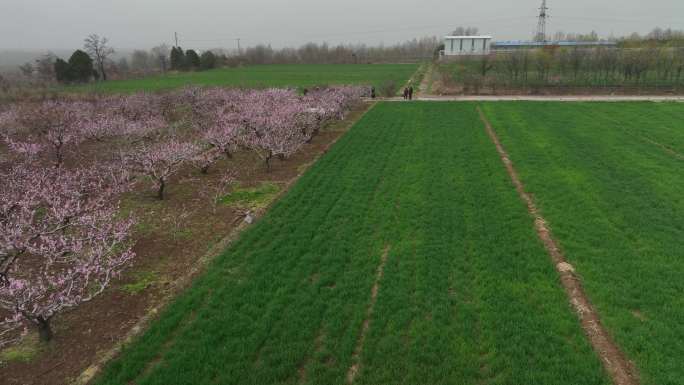 零口桃花和水库