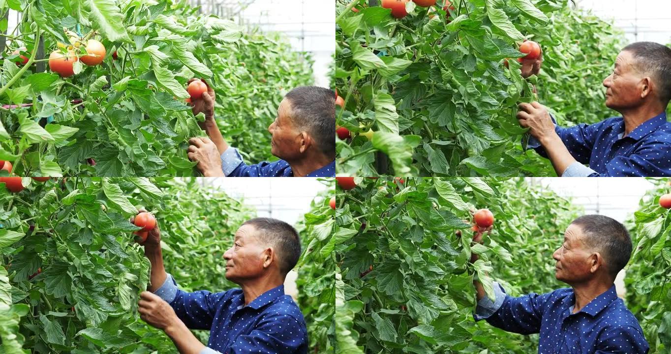 亚洲男子在温室与番茄
