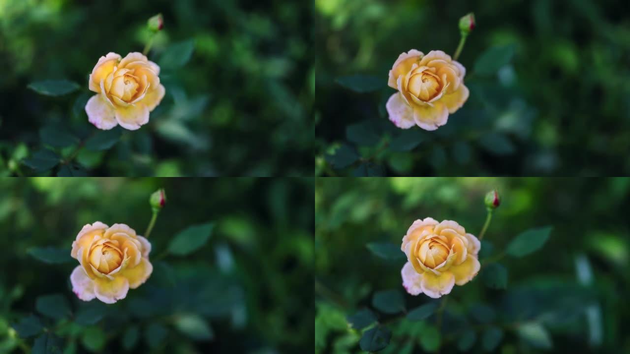 黄玫瑰盛开野外花草欣赏赏花