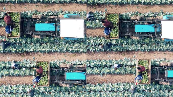 一群农民在田间收割白菜的俯视图