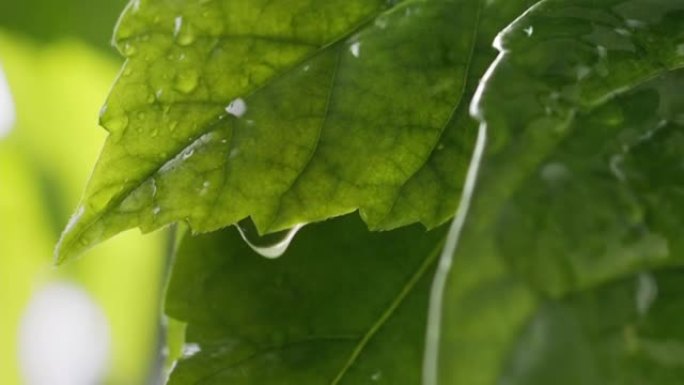 雨中的大自然。潮湿的夏季绿叶。水滴滚落绿色的新鲜叶子，然后掉下来。慢动作镜头