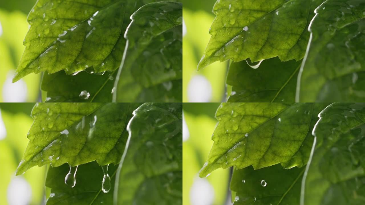 雨中的大自然。潮湿的夏季绿叶。水滴滚落绿色的新鲜叶子，然后掉下来。慢动作镜头