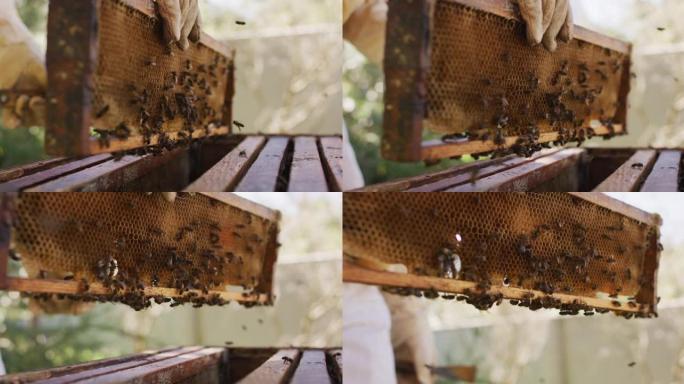 养蜂人的手在防护服上检查蜂巢的蜂窝框架