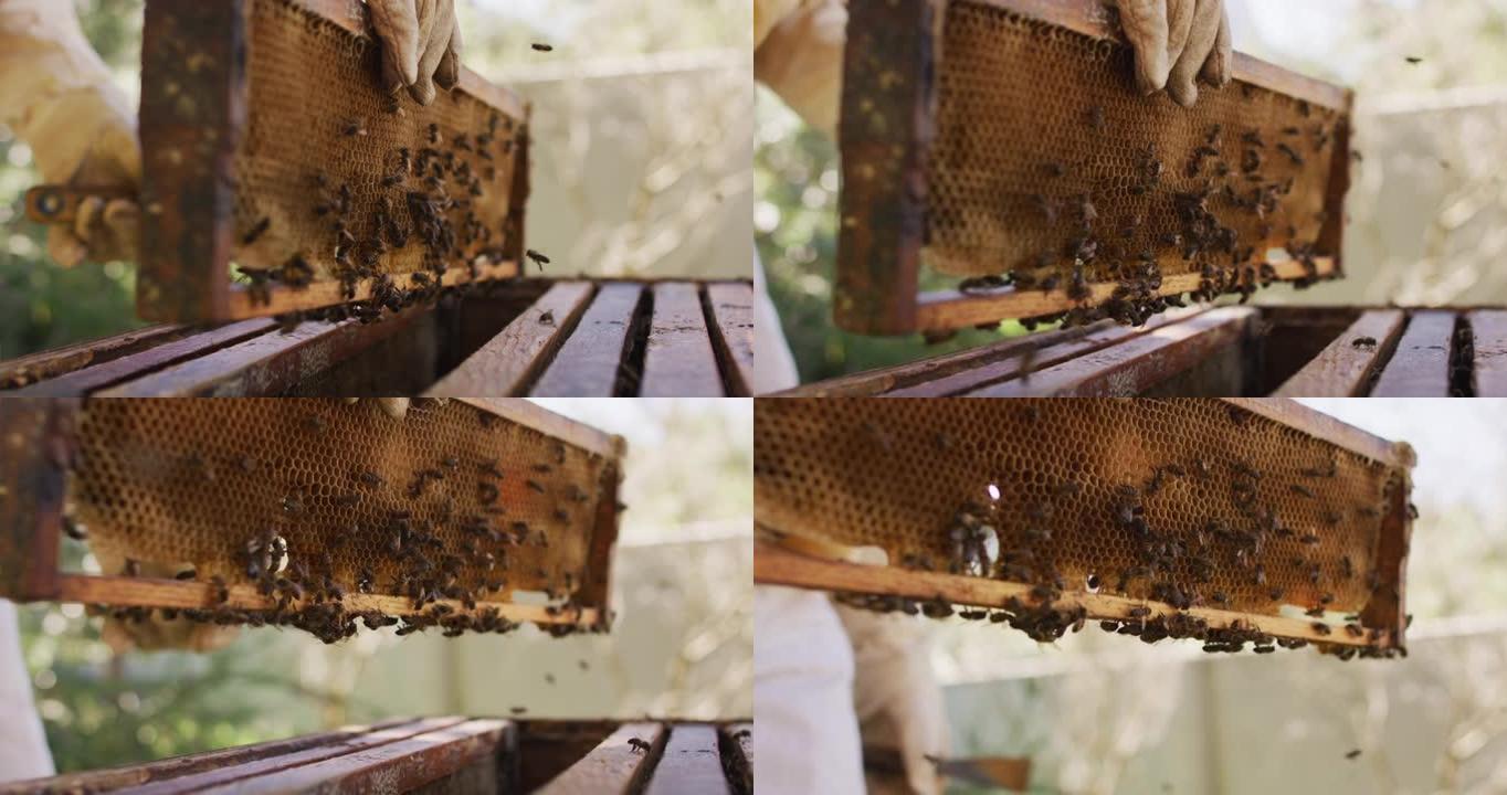养蜂人的手在防护服上检查蜂巢的蜂窝框架
