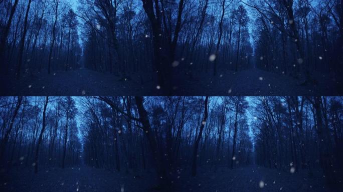 WS在寒冷的下雪天落叶森林