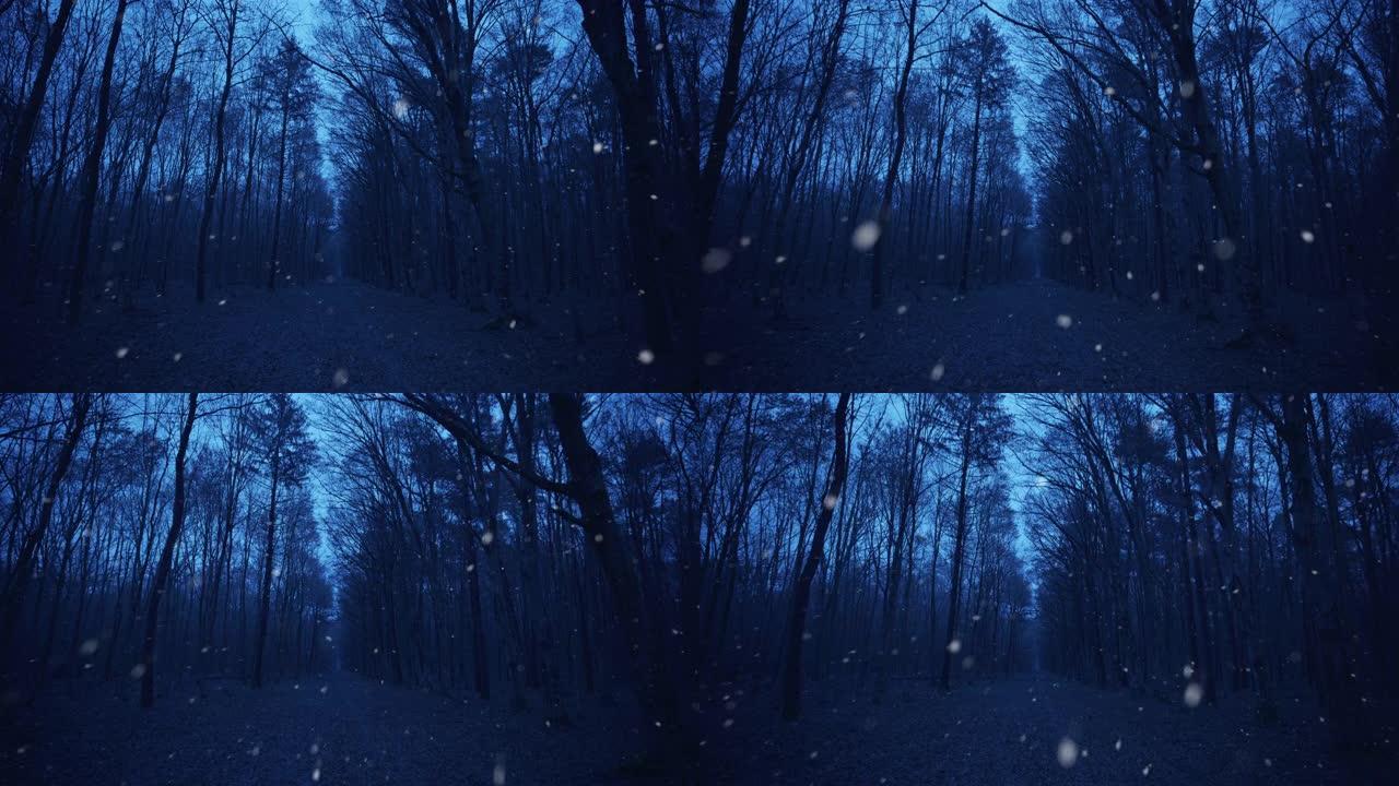 WS在寒冷的下雪天落叶森林