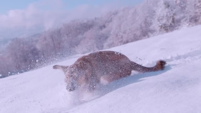 特写: 可爱又顽皮的狗在深沉新鲜的雪中奔跑和暴跌