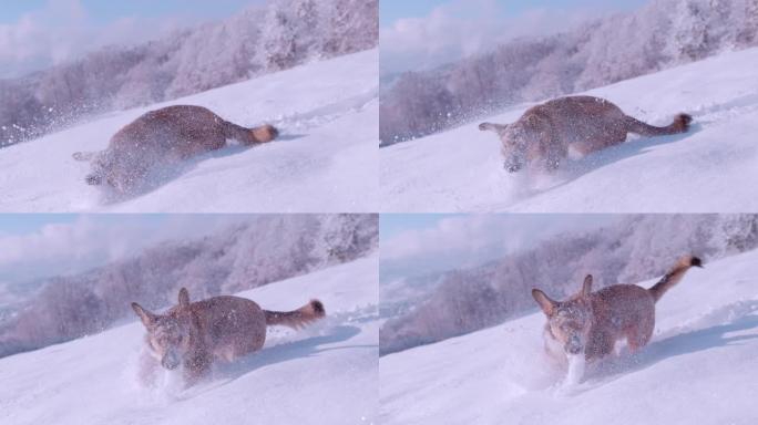 特写: 可爱又顽皮的狗在深沉新鲜的雪中奔跑和暴跌