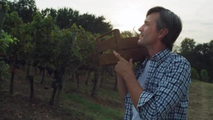 日落时，一个中年男子带着一盒绿色葡萄在葡萄园里散步的肖像。专业的男性农民和酿酒师为他的酿酒厂工作，微