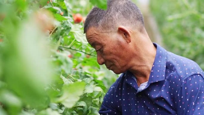 温室中的亚洲人种植大户农民有机蔬菜大棚