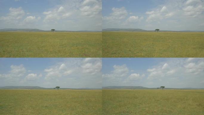 空中: 非洲黄色草地上的孤独树