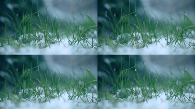 草地上的积雪小葱野草雪花