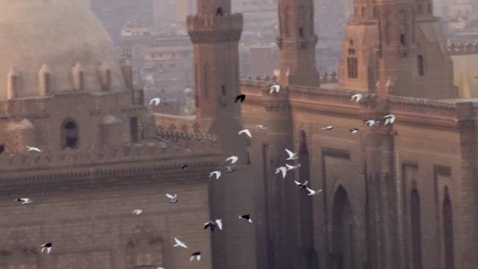 鸽子的慢动作镜头鸟类在埃及开罗苏丹哈桑清真寺的背景下飞行。城市中的鸟类