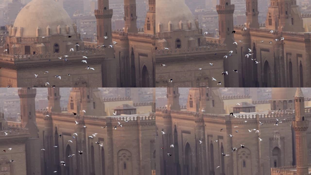 鸽子的慢动作镜头鸟类在埃及开罗苏丹哈桑清真寺的背景下飞行。城市中的鸟类