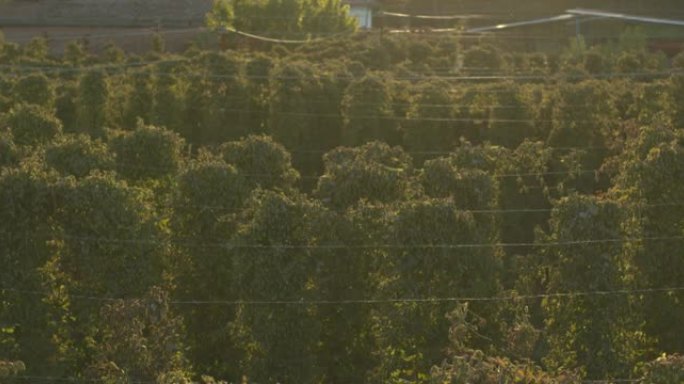 准备收集的一排排生物啤酒花种植园的空中拍摄，用于生态精酿啤酒厂的高质量啤酒生产。
