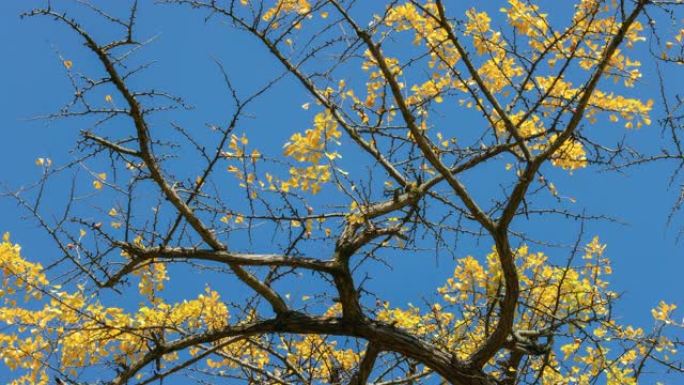 金色的银杏树在蓝天下随风摇曳