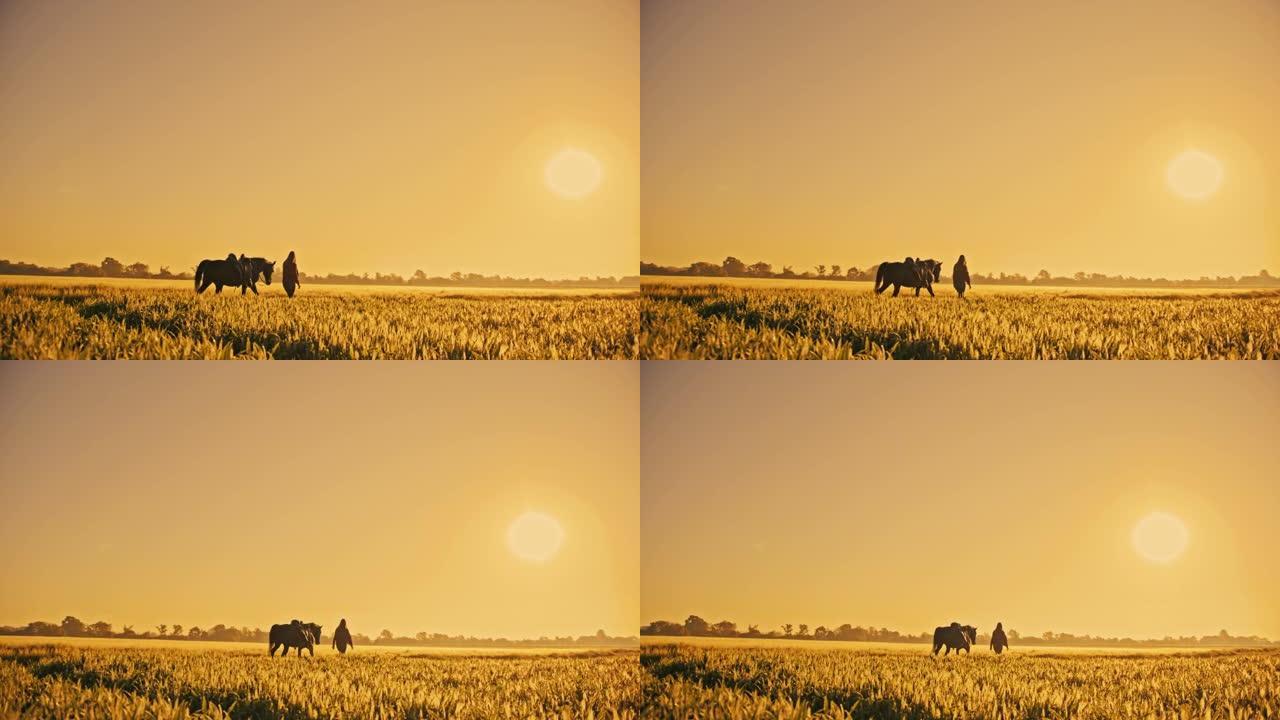日落时分，SLO MO女人在耕地上骑马