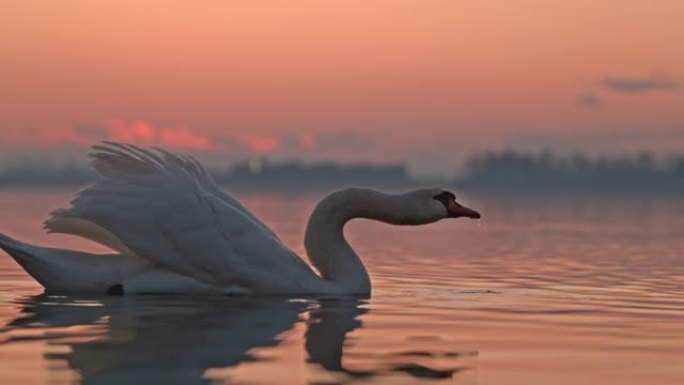 白天鹅饮用湖水升格画面高速摄像日落