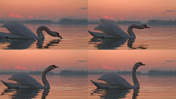 白天鹅饮用湖水升格画面高速摄像日落