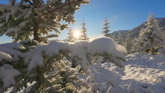 壮丽的冬季景观。摄像机在覆盖着蓬松雪的枞树上移动。从山后出来的太阳穿过树枝。冬季故事。散步和徒步旅行