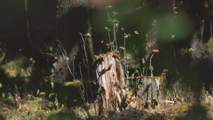 墨西哥黑脉金斑蝶生物圈保护区。很多蝴蝶在森林里飞着坐着。慢动作拍摄，4K