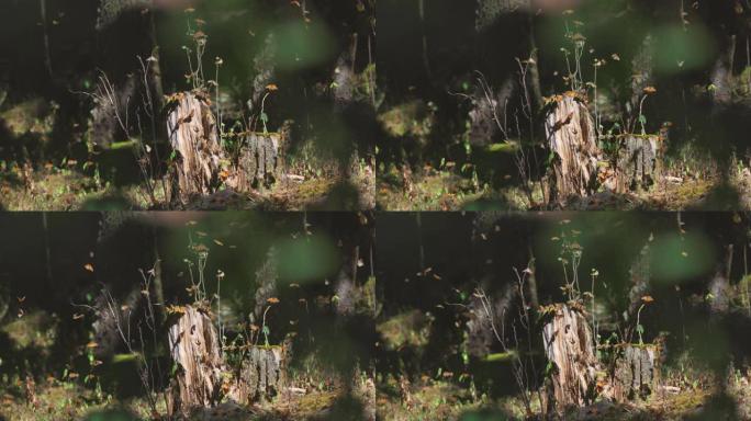墨西哥黑脉金斑蝶生物圈保护区。很多蝴蝶在森林里飞着坐着。慢动作拍摄，4K