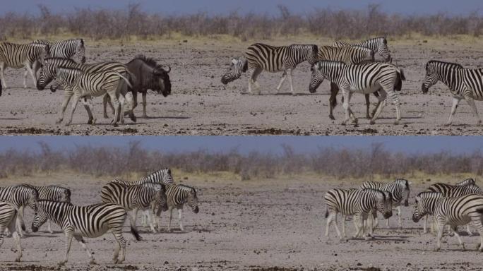 纳米比亚埃托沙国家公园水坑的斑马和牛羚的慢动作侧视图