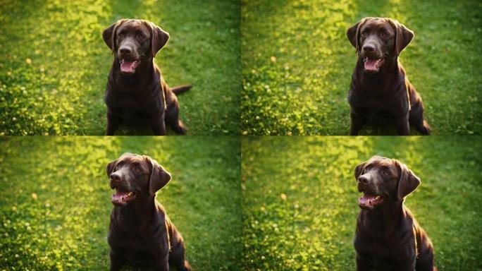 英俊的诺贝尔血统棕色拉布拉多猎犬狗看着相机，在绿色的草坪上玩得开心。在户外阳光明媚的日子里，快乐的小