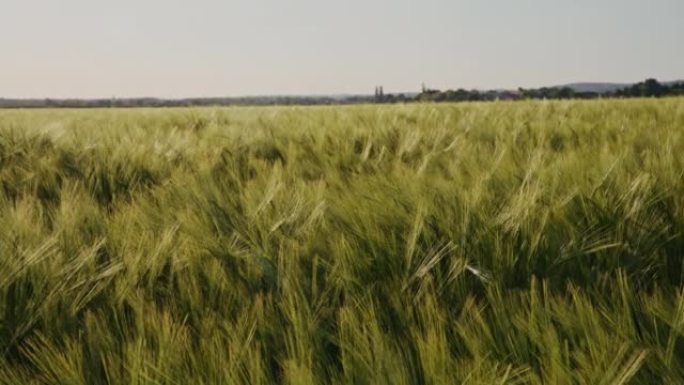 晴朗的日子里美丽的麦田，黄色的小麦植物在风中移动