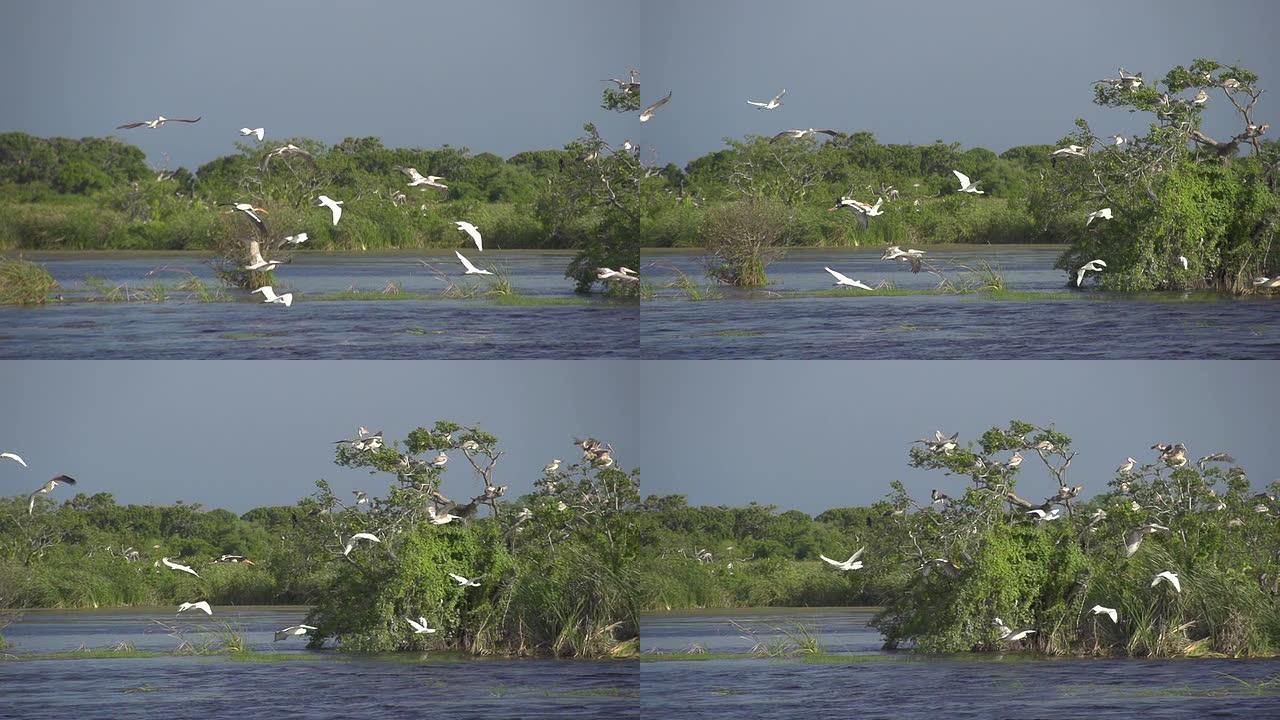 慢动作: 一群白鹳在河上飞翔