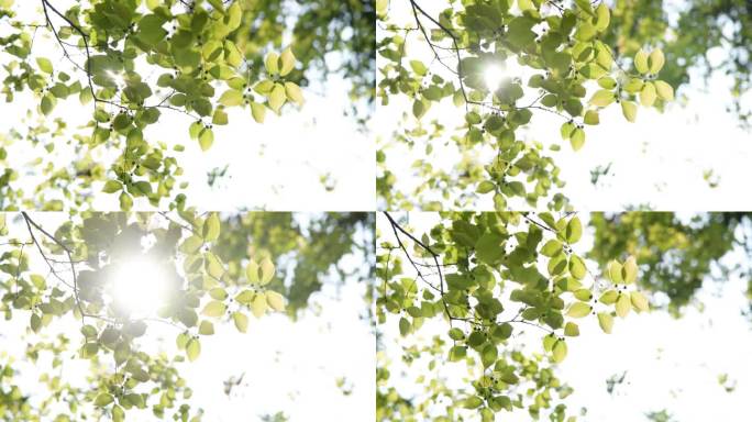 4k阳光穿过嫩绿的树叶逆光唯美